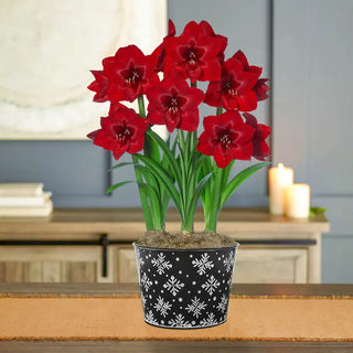 Red Reality Amaryllis Seeds